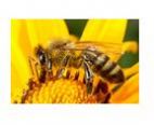 Zagrożenia dla pszczół i innych zapylaczy 