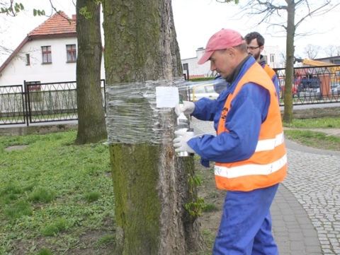 Leczenie kasztanowców